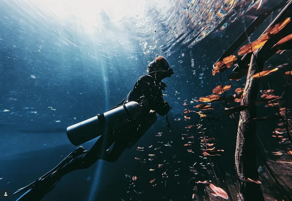 A diver under the surface of a Tulum cenote, light falling through the mangrove roots