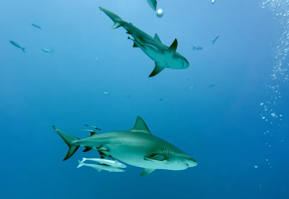 Bull sharks in the blue water off Playa del Carmen, remoras alongside