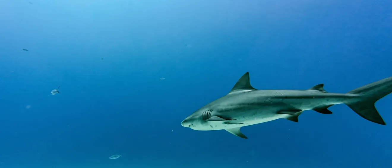 A bull shark off Playa del Carmen